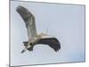 USA, Washington. Great Blue Heron Flying with Nesting Material-Gary Luhm-Mounted Photographic Print