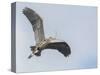 USA, Washington. Great Blue Heron Flying with Nesting Material-Gary Luhm-Stretched Canvas