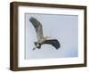 USA, Washington. Great Blue Heron Flying with Nesting Material-Gary Luhm-Framed Photographic Print