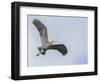 USA, Washington. Great Blue Heron Flying with Nesting Material-Gary Luhm-Framed Photographic Print