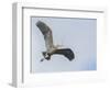 USA, Washington. Great Blue Heron Flying with Nesting Material-Gary Luhm-Framed Photographic Print