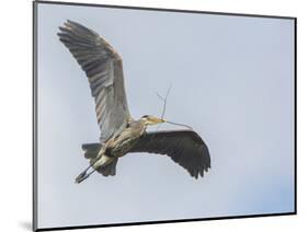 USA, Washington. Great Blue Heron Flying with Nesting Material-Gary Luhm-Mounted Photographic Print