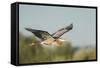 USA, Washington. Great Blue Heron in Flight over Potholes Reservoir-Gary Luhm-Framed Stretched Canvas