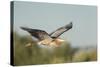 USA, Washington. Great Blue Heron in Flight over Potholes Reservoir-Gary Luhm-Stretched Canvas