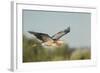 USA, Washington. Great Blue Heron in Flight over Potholes Reservoir-Gary Luhm-Framed Photographic Print