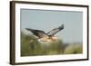 USA, Washington. Great Blue Heron in Flight over Potholes Reservoir-Gary Luhm-Framed Photographic Print