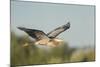 USA, Washington. Great Blue Heron in Flight over Potholes Reservoir-Gary Luhm-Mounted Photographic Print