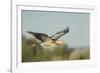 USA, Washington. Great Blue Heron in Flight over Potholes Reservoir-Gary Luhm-Framed Photographic Print