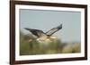 USA, Washington. Great Blue Heron in Flight over Potholes Reservoir-Gary Luhm-Framed Photographic Print