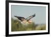 USA, Washington. Great Blue Heron in Flight over Potholes Reservoir-Gary Luhm-Framed Photographic Print