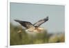 USA, Washington. Great Blue Heron in Flight over Potholes Reservoir-Gary Luhm-Framed Photographic Print