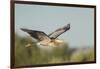 USA, Washington. Great Blue Heron in Flight over Potholes Reservoir-Gary Luhm-Framed Photographic Print