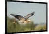 USA, Washington. Great Blue Heron in Flight over Potholes Reservoir-Gary Luhm-Framed Photographic Print