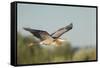 USA, Washington. Great Blue Heron in Flight over Potholes Reservoir-Gary Luhm-Framed Stretched Canvas