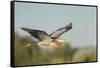 USA, Washington. Great Blue Heron in Flight over Potholes Reservoir-Gary Luhm-Framed Stretched Canvas