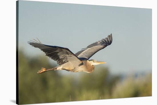 USA, Washington. Great Blue Heron in Flight over Potholes Reservoir-Gary Luhm-Stretched Canvas