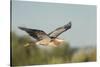 USA, Washington. Great Blue Heron in Flight over Potholes Reservoir-Gary Luhm-Stretched Canvas