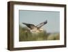 USA, Washington. Great Blue Heron in Flight over Potholes Reservoir-Gary Luhm-Framed Photographic Print