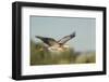 USA, Washington. Great Blue Heron in Flight over Potholes Reservoir-Gary Luhm-Framed Photographic Print