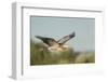 USA, Washington. Great Blue Heron in Flight over Potholes Reservoir-Gary Luhm-Framed Photographic Print