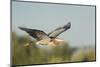 USA, Washington. Great Blue Heron in Flight over Potholes Reservoir-Gary Luhm-Mounted Photographic Print