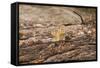 USA, Washington, Harts Pass. Cascade golden-mantled ground squirrel.-Steve Kazlowski-Framed Stretched Canvas