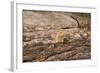 USA, Washington, Harts Pass. Cascade golden-mantled ground squirrel.-Steve Kazlowski-Framed Photographic Print