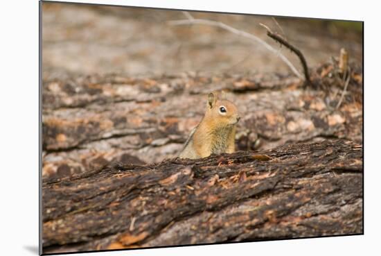 USA, Washington, Harts Pass. Cascade golden-mantled ground squirrel.-Steve Kazlowski-Mounted Photographic Print