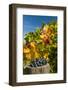 USA, Washington. Harvest of merlot grapes in eastern Washington vineyard.-Richard Duval-Framed Photographic Print