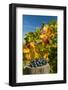 USA, Washington. Harvest of merlot grapes in eastern Washington vineyard.-Richard Duval-Framed Photographic Print