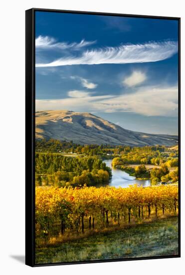 USA, Washington. Harvest Season for Red Mountain Vineyards-Richard Duval-Framed Stretched Canvas