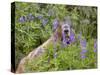 USA, Washington. Hoary Marmot Feeding in Mt. Rainier-Gary Luhm-Stretched Canvas