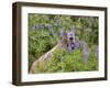 USA, Washington. Hoary Marmot Feeding in Mt. Rainier-Gary Luhm-Framed Premium Photographic Print