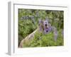 USA, Washington. Hoary Marmot Feeding in Mt. Rainier-Gary Luhm-Framed Premium Photographic Print