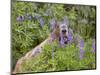 USA, Washington. Hoary Marmot Feeding in Mt. Rainier-Gary Luhm-Mounted Photographic Print