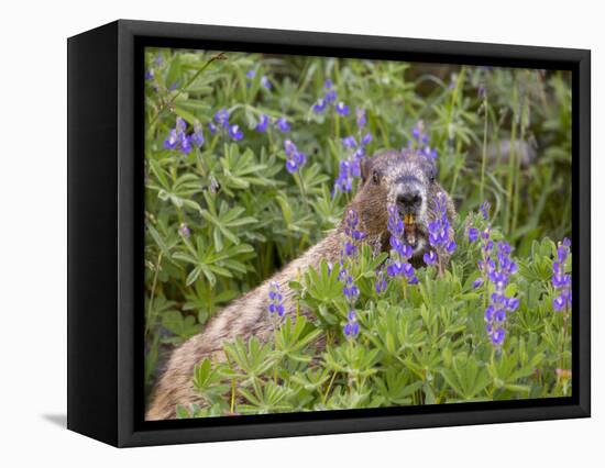 USA, Washington. Hoary Marmot Feeding in Mt. Rainier-Gary Luhm-Framed Stretched Canvas