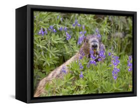 USA, Washington. Hoary Marmot Feeding in Mt. Rainier-Gary Luhm-Framed Stretched Canvas