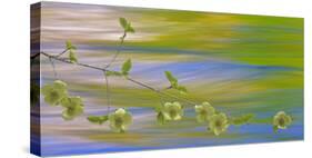 USA, Washington, Icicle Creek. Pacific dogwood over creek.-Jaynes Gallery-Stretched Canvas