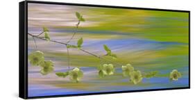 USA, Washington, Icicle Creek. Pacific dogwood over creek.-Jaynes Gallery-Framed Stretched Canvas