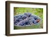 USA, Washington, Klickitat. Cab Franc Grapes at Harvest-Richard Duval-Framed Photographic Print