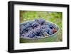 USA, Washington, Klickitat. Cab Franc Grapes at Harvest-Richard Duval-Framed Photographic Print