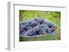 USA, Washington, Klickitat. Cab Franc Grapes at Harvest-Richard Duval-Framed Photographic Print