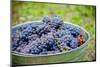USA, Washington, Klickitat. Cab Franc Grapes at Harvest-Richard Duval-Mounted Photographic Print