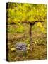 USA, Washington, Klickitat. Pinot Grape Harvested from a Vineyard-Richard Duval-Stretched Canvas