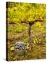 USA, Washington, Klickitat. Pinot Grape Harvested from a Vineyard-Richard Duval-Stretched Canvas