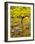 USA, Washington, Klickitat. Pinot Grape Harvested from a Vineyard-Richard Duval-Framed Photographic Print