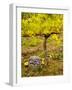 USA, Washington, Klickitat. Pinot Grape Harvested from a Vineyard-Richard Duval-Framed Photographic Print