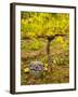 USA, Washington, Klickitat. Pinot Grape Harvested from a Vineyard-Richard Duval-Framed Photographic Print