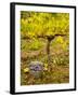 USA, Washington, Klickitat. Pinot Grape Harvested from a Vineyard-Richard Duval-Framed Photographic Print