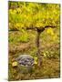 USA, Washington, Klickitat. Pinot Grape Harvested from a Vineyard-Richard Duval-Mounted Photographic Print